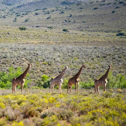 Mont Eco Private Game Reserve: A Big 5 Karoo Sanctuary