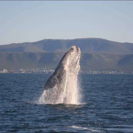 Whale Watching in Hermanus