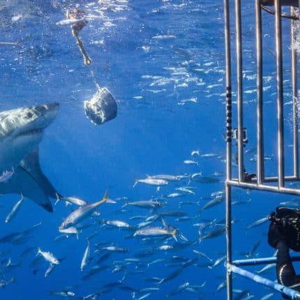 Shark Cage diving in Gansbaai
